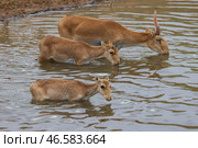 Сайгаки на водопое. Стоковое фото, фотограф Эрик Романенко / ТАСС / Фотобанк Лори