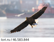 Орлан-белохвост с пойманной рыбой. Стоковое фото, фотограф Юрий Смитюк / ТАСС / Фотобанк Лори