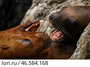 Ревущие сивучи. Стоковое фото, фотограф Юрий Смитюк / ТАСС / Фотобанк Лори