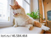 Кошка на подоконнике. Стоковое фото, фотограф Петр Ковалев / ТАСС / Фотобанк Лори