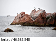 Владивосток. Большие бакланы на скалах острова Верховского. Стоковое фото, фотограф Юрий Смитюк / ТАСС / Фотобанк Лори