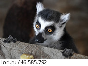 Кошачий лемур. Стоковое фото, фотограф Юрий Смитюк / ТАСС / Фотобанк Лори