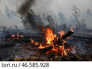 Горящие деревья в лесу. Стоковое фото, фотограф Александр Рюмин / ТАСС / Фотобанк Лори