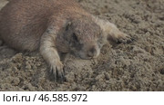 Prairie dog on ground. Стоковое видео, видеограф Михаил Коханчиков / Фотобанк Лори