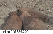 Prairie dog group on ground. Стоковое видео, видеограф Михаил Коханчиков / Фотобанк Лори