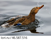 Кряква в воде. Стоковое фото, фотограф Владимир Смирнов / ТАСС / Фотобанк Лори
