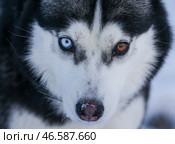 Хаски. Стоковое фото, фотограф Сергей Мальгавко / ТАСС / Фотобанк Лори