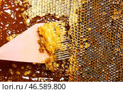 Распечатывание меда с рамки на пасеке крупным планом. Стоковое фото, фотограф Pixel_shot / Фотобанк Лори