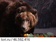 Камчатский бурый медведь у ящика с фруктами и овощами. Стоковое фото, фотограф Сергей Бобылев / ТАСС / Фотобанк Лори