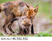 Лиса с лисенком. Стоковое фото, фотограф Юрий Смитюк / ТАСС / Фотобанк Лори