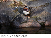 Селезень утки-мандаринки на камне. Стоковое фото, фотограф Юрий Смитюк / ТАСС / Фотобанк Лори