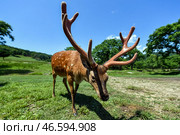 Пятнистый олень. Стоковое фото, фотограф Юрий Смитюк / ТАСС / Фотобанк Лори