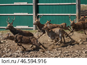 Бегущие пятнистые олени. Стоковое фото, фотограф Юрий Смитюк / ТАСС / Фотобанк Лори