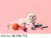 Милый болонский бишон сидит с игрушками и инструментами для ухода на розовом фоне. Стоковое фото, фотограф Pixel_shot / Фотобанк Лори