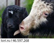 Теленок яка и взрослый як. Стоковое фото, фотограф Владимир Смирнов / ТАСС / Фотобанк Лори