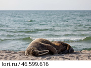 Калининградская область. Морж, выплывший на побережье. Стоковое фото, фотограф Виталий Невар / ТАСС / Фотобанк Лори