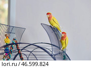 Yellow rosy-cheeked lovebirds walk around their open cage. Стоковое фото, фотограф Кутина Татьяна / Фотобанк Лори