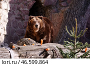 Камчатский бурый медведь и разложенная для него морковь. Стоковое фото, фотограф Сергей Бобылев / ТАСС / Фотобанк Лори