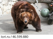 Камчатский бурый медведь в вольере. Стоковое фото, фотограф Сергей Савостьянов / ТАСС / Фотобанк Лори