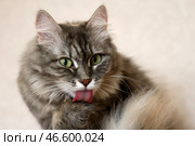 Сибирская кошка. Стоковое фото, фотограф Андрей Самсонов / ТАСС / Фотобанк Лори
