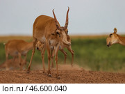 Сайгак в естественной среде обитания. Стоковое фото, фотограф Эрик Романенко / ТАСС / Фотобанк Лори