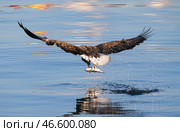 Белохвостый орлан с добычей. Стоковое фото, фотограф Юрий Смитюк / ТАСС / Фотобанк Лори
