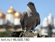 Ястреб-тетеревятник, сидящий на руке. Стоковое фото, фотограф Сергей Савостьянов / ТАСС / Фотобанк Лори