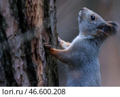Белка на дереве. Стоковое фото, фотограф Владимир Смирнов / ТАСС / Фотобанк Лори