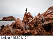 Владивосток. Баклан на скале острова Верховского. Стоковое фото, фотограф Юрий Смитюк / ТАСС / Фотобанк Лори