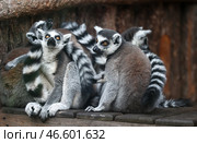Кошачьи лемуры. Стоковое фото, фотограф Артем Геодакян / ТАСС / Фотобанк Лори