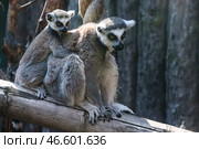 Кошачий лемур с детенышем, сидящие на бревне. Стоковое фото, фотограф Артем Геодакян / ТАСС / Фотобанк Лори