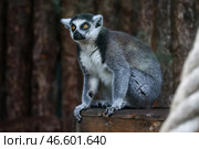 Кошачий лемур. Стоковое фото, фотограф Артем Геодакян / ТАСС / Фотобанк Лори