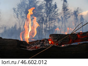 Горящее дерево в лесу. Стоковое фото, фотограф Александр Рюмин / ТАСС / Фотобанк Лори
