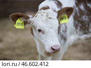 Корова с ушными бирками. Стоковое фото, фотограф Артем Геодакян / ТАСС / Фотобанк Лори