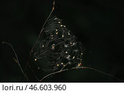 Паук на паутине. Стоковое фото, фотограф Владимир Смирнов / ТАСС / Фотобанк Лори