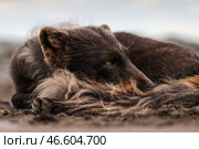 Голубой песец, лежащий на земле. Стоковое фото, фотограф Юрий Смитюк / ТАСС / Фотобанк Лори