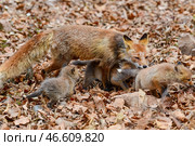Лиса, играющая с лисятами. Стоковое фото, фотограф Юрий Смитюк / ТАСС / Фотобанк Лори