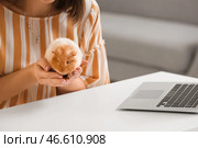 Красивая молодая женщина с милой морской свинкой дома, крупным планом. Стоковое фото, фотограф Pixel_shot / Фотобанк Лори