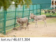 Серые ослы в зоологическом саду. Стоковое фото, фотограф Pixel_shot / Фотобанк Лори