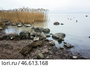 Coastal view of a rocky shore with ducks swimming among the reeds. Стоковое фото, фотограф EugeneSergeev / Фотобанк Лори