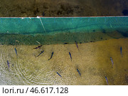 Кета у заградительного невода. Стоковое фото, фотограф Юрий Смитюк / ТАСС / Фотобанк Лори