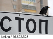 Галка на дорожном знаке "Стоп-линия" Стоковое фото, фотограф Владимир Смирнов / ТАСС / Фотобанк Лори