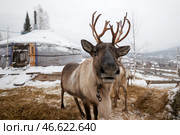 Северный олень в загоне. Стоковое фото, фотограф Кирилл Кухмарь / ТАСС / Фотобанк Лори