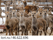 Олени в загоне. Стоковое фото, фотограф Николай Михальченко / ТАСС / Фотобанк Лори