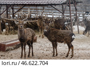 Олени в загоне. Стоковое фото, фотограф Николай Михальченко / ТАСС / Фотобанк Лори