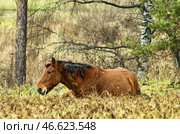 Южный Урал, лошадь лежит на осеннем лугу. Southern Urals, a horse lies in an autumn meadow. Стоковое фото, фотограф Евгений Романов / Фотобанк Лори