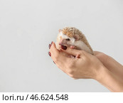 Женщина держит милого ежика на светлом фоне. Стоковое фото, фотограф Pixel_shot / Фотобанк Лори