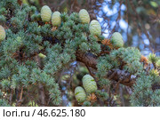 Красивые зеленые шишки на хвойном дереве в старом парке. Beautiful green cones on a coniferous tree in the old park. Стоковое фото, фотограф Татьяна Д / Фотобанк Лори