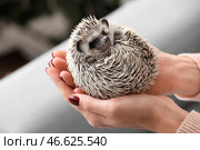 Женщина держит дома милого ежика. Стоковое фото, фотограф Pixel_shot / Фотобанк Лори