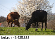 Пасущиеся на лугу коровы. Стоковое фото, фотограф Сергей Мальгавко / ТАСС / Фотобанк Лори